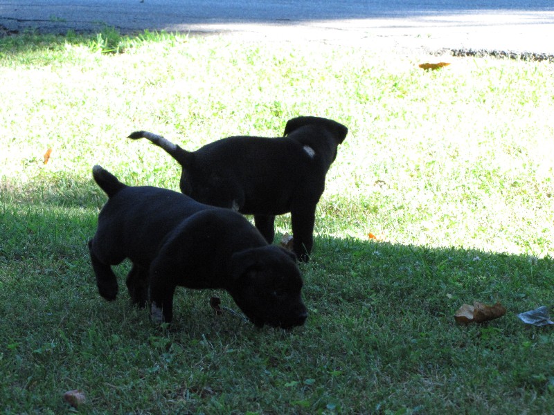 Puppy Sisters Photo Gallery image 2
