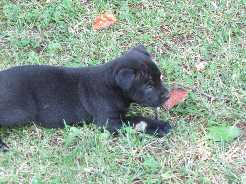 Puppy Sisters Photo Gallery image 2