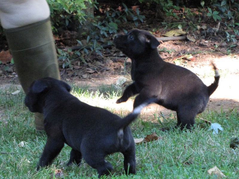 Puppy Sisters Photo Gallery image 3