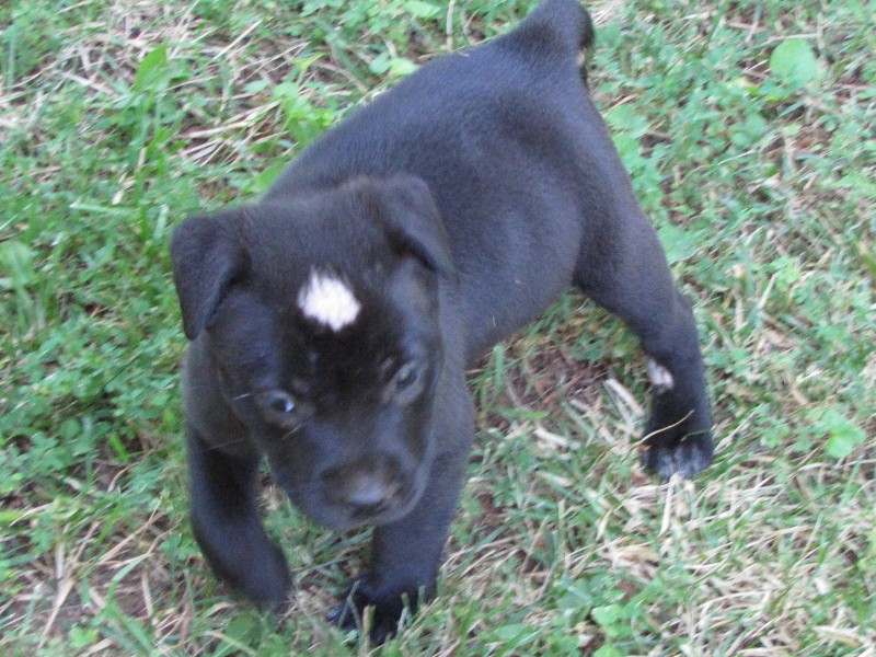 Puppy Sisters Photo Gallery image 4