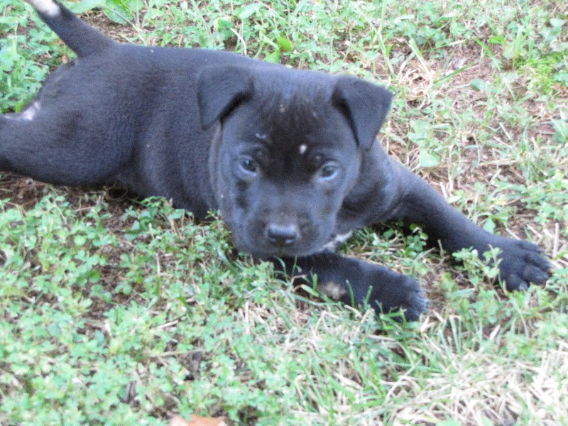 Puppy Sisters Photo Gallery image 5