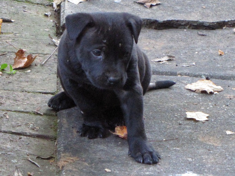 Puppy Sisters Photo Gallery image 6