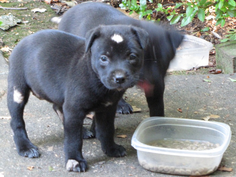 Puppy Sisters Photo Gallery image 7