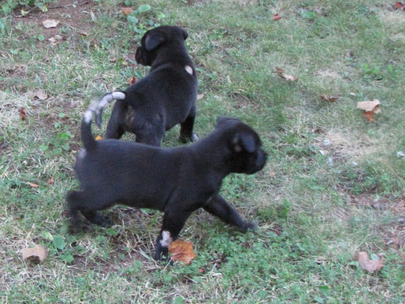 Puppy Sisters Photo Gallery image 8