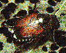 Color Photo of Japanese Beetle